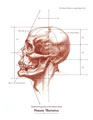 Idealized Proportion, Human Head 6